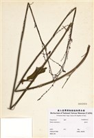 藏品(連明子)的圖片